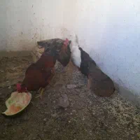 مرغ و خروس تخم گذار|حیوانات مزرعه|مشهد, علی آباد|دیوار