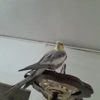 عروس هلندی  زرنگ