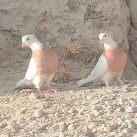 جفت طوقی زرد پاک و ابلغ آخرت