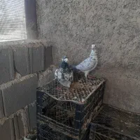 کبوتر گوره ای