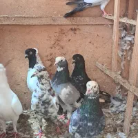 فروش یا معاوضه پرنده زیر قیمت و با اصالت|پرنده|بابل, |دیوار