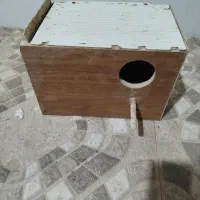 لونه عروس هلندی