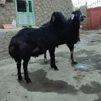 قوچ|حیوانات مزرعه|هریس, |دیوار