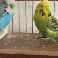 مرغ عشق هلندی|پرنده|ملارد, |دیوار