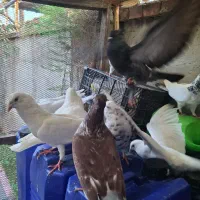 کبوتران قشنگ|پرنده|قائمشهر, |دیوار