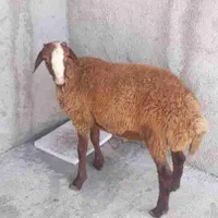 سرای گوسفند زنده شهر قدس