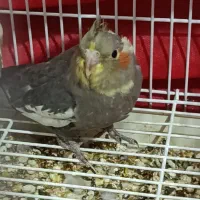 جوجه عروس هلندی