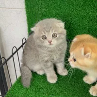 گربه اسکاتیش و بریتیش در همه رنگ|گربه|مشهد, هفت تیر (آب و برق)|دیوار