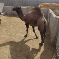 یک نفرشتر نر چاق دورگ بغور