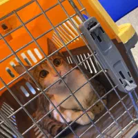 واگذاری گربه نارنجی و پلنگی|گربه|رشت, بوسار|دیوار