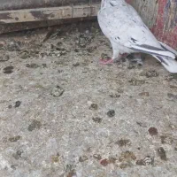 سار