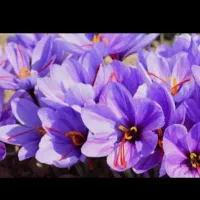 خدمات کشاورزی|خدمات باغبانی و درختکاری|خرم‌آباد, |دیوار