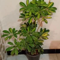 طلای سبز|جواهرات|خرمآباد, |دیوار