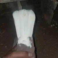 سرخ دم سفید|پرنده|کارون, |دیوار