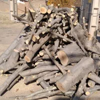 ضایعات بید و صنوبر