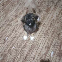 پنج عدد توله کمیاب پیکینز نر و ماده|سگ|اهواز, کیانپارس |دیوار