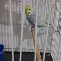 مرغ عشق خاص رینبو خاص رنگین کمانی|پرنده|تهران, سجاد|دیوار