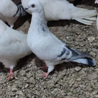 سلام چند عدد کفتر بفروش میرسد