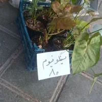 انواع گل آپارتمانی|گل و گیاه طبیعی|قزوین, |دیوار