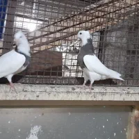 طوقی