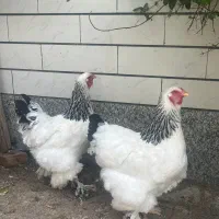 تخم مرغ برهما|حیوانات مزرعه|مرند, |دیوار