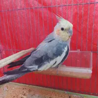 عروس هلندی جفت