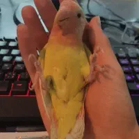 طوطی برزیلی دستیی