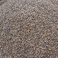 بذر لوبیا سبز سان ری کشتزار|عمدهفروشی|شیراز, کودیان|دیوار