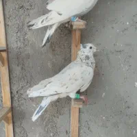 هفت رنگ|پرنده|سبزوار, هویزه|دیوار