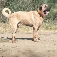 توله سگ سرابی