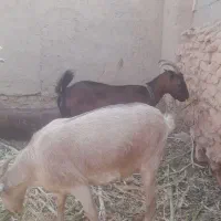 ۱۹عددبزدرگ‌سانن‌وآلپاین‌فروشی