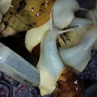حلزون بالغ
