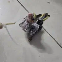 جوجه عروس هلندی