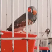 سه عروس هلندی و دو فنچ|پرنده|لاهیجان, لاشیدان|دیوار