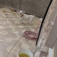 سگ گوش تیز|سگ|نیشابور, ده حلاج|دیوار