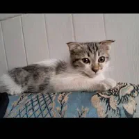واگذاری بچه گربه