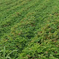 نهال توتفرنگی با بهترین کیفیت