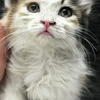 بچه گربه ماده