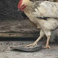 خروس ۵ ۶ ماهه