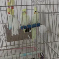 عروس هلندی درشت|پرنده|تهران, شهرک چیتگر|دیوار