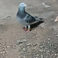 کبوتر پلاکی موریس دلبر