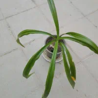 گل سوسن عنکبوتی یا اشک ملکه و کاکتوس