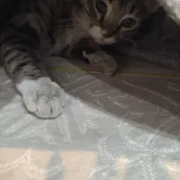 دو تا گربه نر