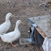 یک‌جفت‌اردک‌سفید‌جوان|حیوانات مزرعه|خمینی‌شهر, |دیوار