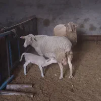 گوسفند میش و قوچ و بره لاکن