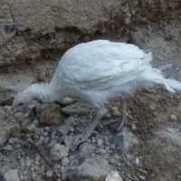 مرغ گلین و جوجه بوقلمون|حیوانات مزرعه|فولادشهر, زاینده رود|دیوار