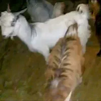 ۴تا کهره چپش برای برزی وبرای کشت چاق|حیوانات مزرعه|فورگ, |دیوار