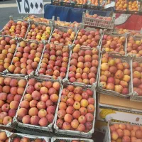 پرتقال و سیب شیرین آبدار|حراج|تبریز, |دیوار