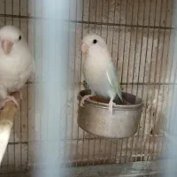 جفت برزیلی مولد رو تخم