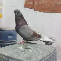نر نوک قنار سرخ خال سرور  مخصوص  خاص پسند ها